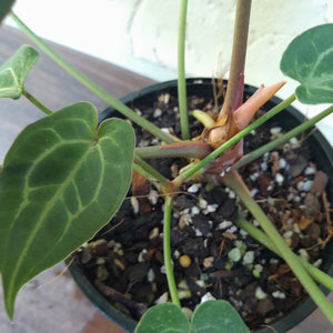 #D74 Thick Veined Anthurium Forgetii x - With Pup