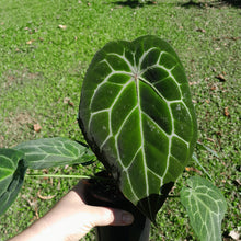 Load image into Gallery viewer, #D74 Thick Veined Anthurium Forgetii x - With Pup