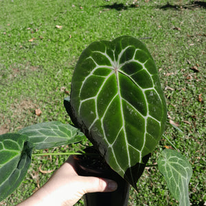 #D74 Thick Veined Anthurium Forgetii x - With Pup