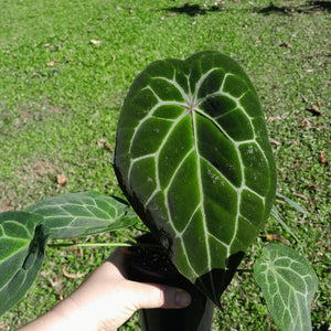 #D74 Thick Veined Anthurium Forgetii x - With Pup