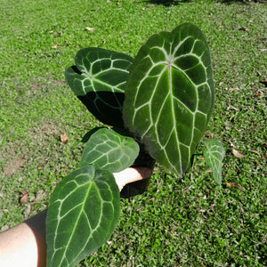 #D74 Thick Veined Anthurium Forgetii x - With Pup