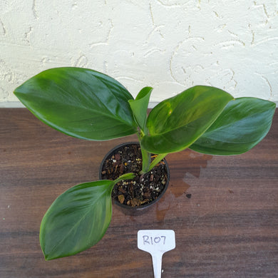 #R107 Philodendron Palaciosii