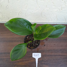 Load image into Gallery viewer, #R107 Philodendron Palaciosii