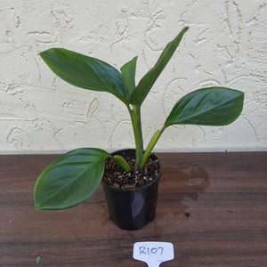 #R107 Philodendron Palaciosii