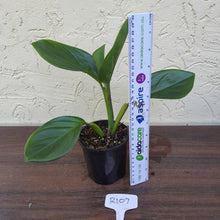 Load image into Gallery viewer, #R107 Philodendron Palaciosii