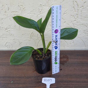 #R107 Philodendron Palaciosii
