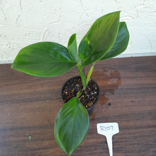 Load image into Gallery viewer, #R107 Philodendron Palaciosii
