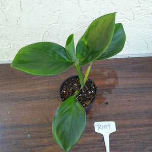 #R107 Philodendron Palaciosii