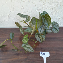 Load image into Gallery viewer, #R31 Philodendron Brandtianum