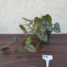 Load image into Gallery viewer, #R31 Philodendron Brandtianum