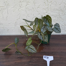 Load image into Gallery viewer, #R31 Philodendron Brandtianum