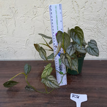 Load image into Gallery viewer, #R31 Philodendron Brandtianum