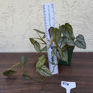 #R31 Philodendron Brandtianum
