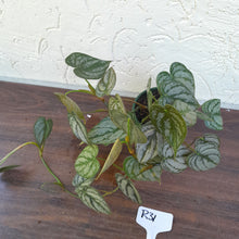 Load image into Gallery viewer, #R31 Philodendron Brandtianum