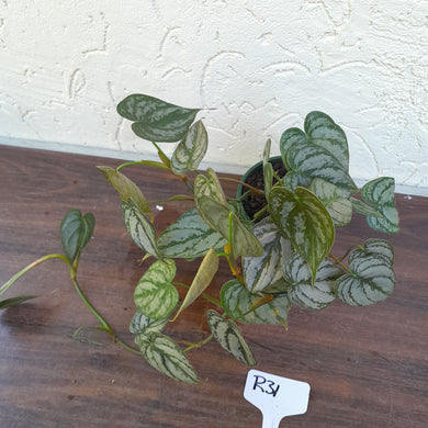 #R31 Philodendron Brandtianum