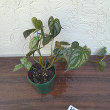 Load image into Gallery viewer, #R31 Philodendron Brandtianum