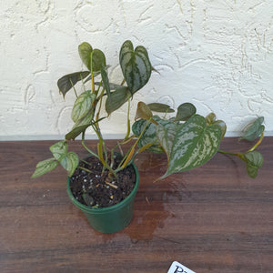 #R31 Philodendron Brandtianum