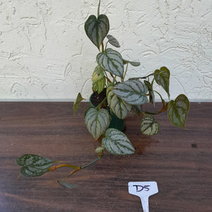 #D5 Philodendron Brandtianum