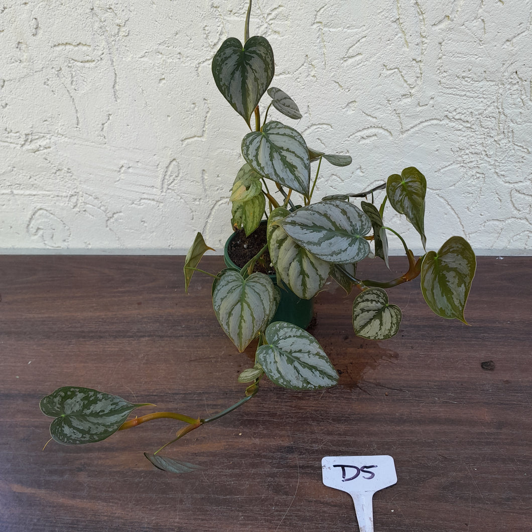 #D5 Philodendron Brandtianum