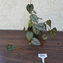 Load image into Gallery viewer, #D5 Philodendron Brandtianum