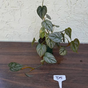 #D5 Philodendron Brandtianum