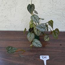 Load image into Gallery viewer, #D5 Philodendron Brandtianum