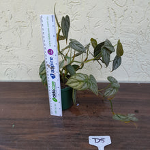 Load image into Gallery viewer, #D5 Philodendron Brandtianum