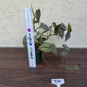 #D5 Philodendron Brandtianum