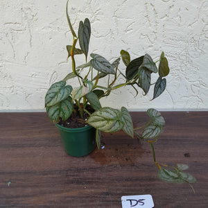 #D5 Philodendron Brandtianum