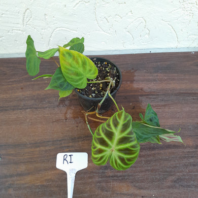 #RI Philodendron Verrucosum