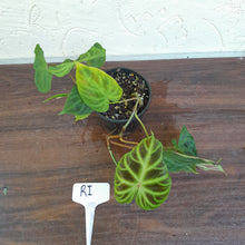 Load image into Gallery viewer, #RI Philodendron Verrucosum