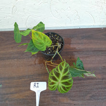 Load image into Gallery viewer, #RI Philodendron Verrucosum