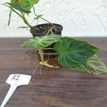 Load image into Gallery viewer, #RI Philodendron Verrucosum