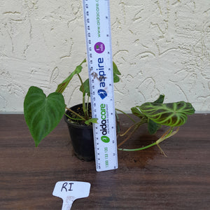 #RI Philodendron Verrucosum