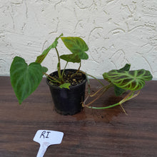 Load image into Gallery viewer, #RI Philodendron Verrucosum