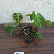 Load image into Gallery viewer, #RI Philodendron Verrucosum
