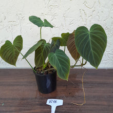 Load image into Gallery viewer, #R18 Multi-Headed Philodendron Splendid