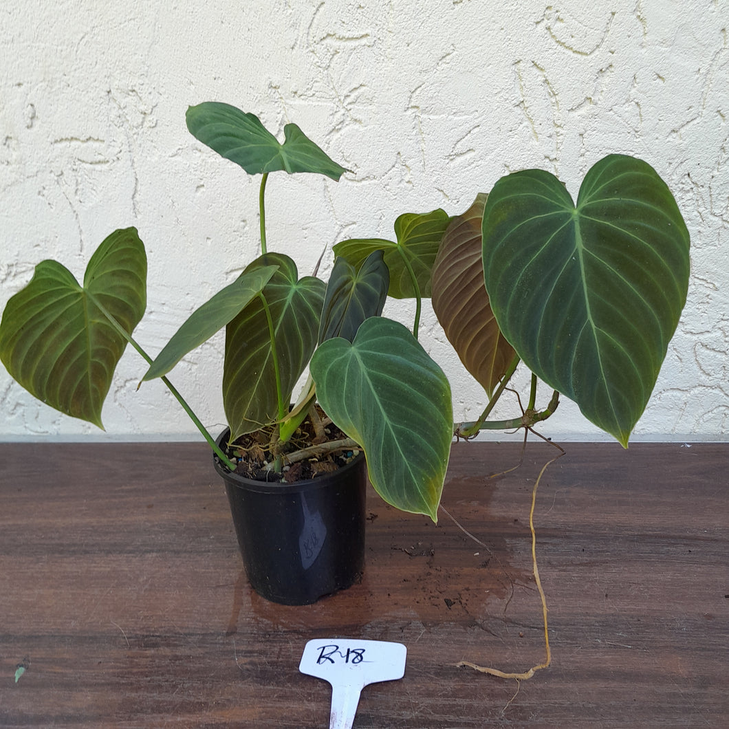 #R18 Multi-Headed Philodendron Splendid