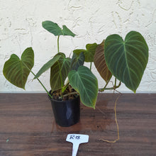 Load image into Gallery viewer, #R18 Multi-Headed Philodendron Splendid