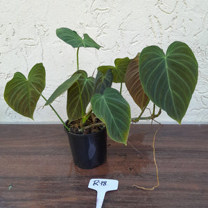 #R18 Multi-Headed Philodendron Splendid