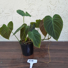 Load image into Gallery viewer, #R18 Multi-Headed Philodendron Splendid