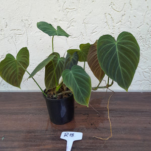 #R18 Multi-Headed Philodendron Splendid