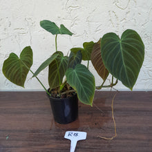Load image into Gallery viewer, #R18 Multi-Headed Philodendron Splendid