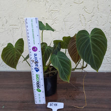 Load image into Gallery viewer, #R18 Multi-Headed Philodendron Splendid