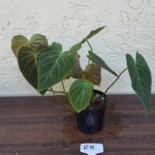 Load image into Gallery viewer, #R18 Multi-Headed Philodendron Splendid
