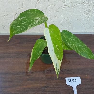 #R36 Philodendron Jose Buono