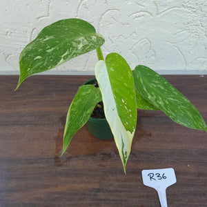 #R36 Philodendron Jose Buono