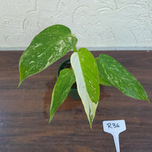 Load image into Gallery viewer, #R36 Philodendron Jose Buono
