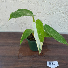 Load image into Gallery viewer, #R36 Philodendron Jose Buono