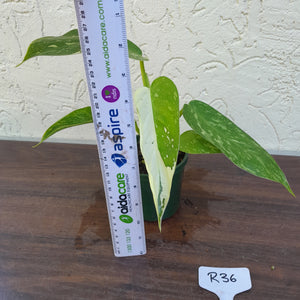 #R36 Philodendron Jose Buono